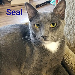Thumbnail photo of Seal #1