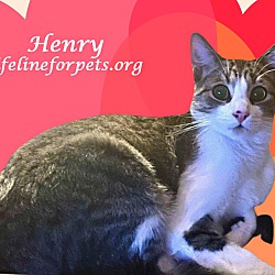 Photo of Adopt Young HENRY
