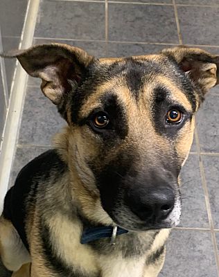 Ithaca, Mi - German Shepherd Dog. Meet Cooper A Pet For Adoption 