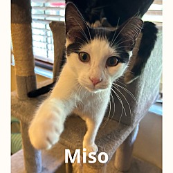 Thumbnail photo of Miso #2