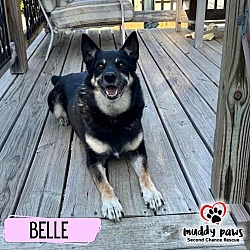 Photo of Belle (Courtesy Post)