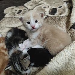 Photo of Sylvia's Kittens