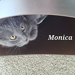 Thumbnail photo of Monica #4