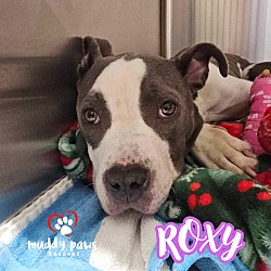 Thumbnail photo of Roxy #3