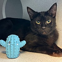adopt a pet