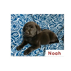 Thumbnail photo of Noah #2
