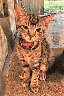 Charlotte, NC - Domestic Shorthair. Meet KITTEN THELMA a Pet for ...