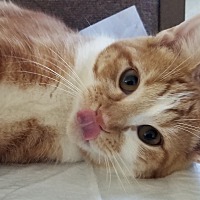 adopt a pet