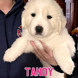 Photo of Tandy