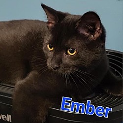 Photo of EMBER