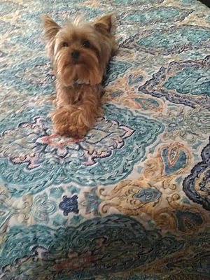 Mapleton, IA - Yorkie, Yorkshire Terrier. Meet Zoe a Pet for Adoption ...