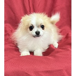 Thumbnail photo of Pomeranian puppy #3