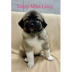 Thumbnail photo of DIZZY MISS LIZZY #1