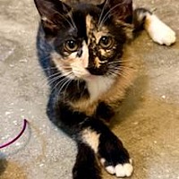 adopt a pet