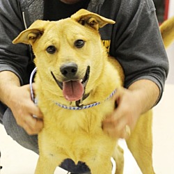 Thumbnail photo of Turner-Prison Dog #1