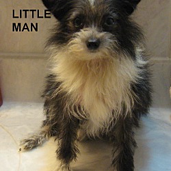 Thumbnail photo of Little Man- 4# Lap Dog #2