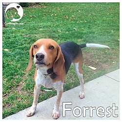 Thumbnail photo of Forrest #1