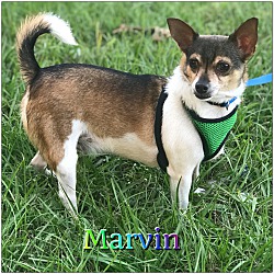 Thumbnail photo of Marvin #1