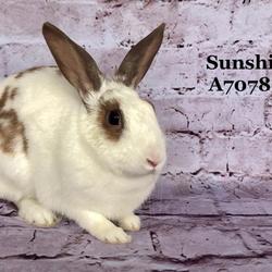 Ventura County Animal Services In Camarillo California