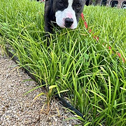 Photo of Kash