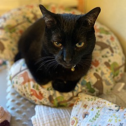Photo of Saaz
