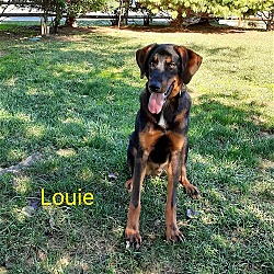 Photo of Louie($100 adoption fee)