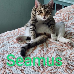 Thumbnail photo of Seamus #1