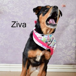 Thumbnail photo of Ziva #3