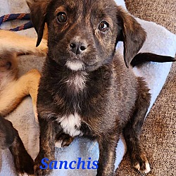 Thumbnail photo of Sanchis #2