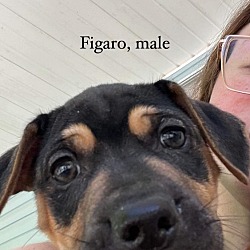 Thumbnail photo of Figaro Disney Wish Litter #1