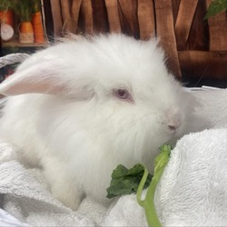 Thumbnail photo of Flopsy #4