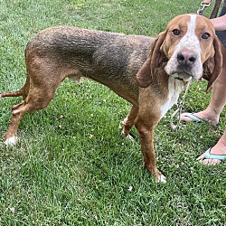 Photo of Milford B. Coonhound