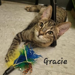 Thumbnail photo of GRACIE #2