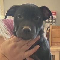adopt-pet