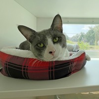 adopt-pet