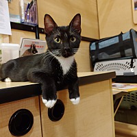 adopt a pet