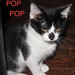 Thumbnail photo of POP POP-adopted #1