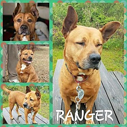 Thumbnail photo of Ranger *In a foster home* #4