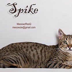 Thumbnail photo of Spike #1