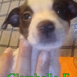 Thumbnail photo of Clarabelle #3