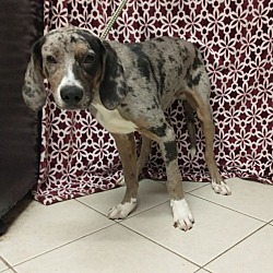 Photo of Ruger