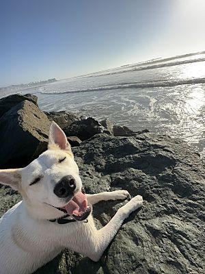 San Diego, CA - Husky/Akita. Meet Paco a Pet for Adoption - AdoptaPet.com