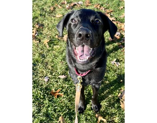 Methuen, MA - Labrador Retriever. Meet GINNY a Pet for Adoption ...