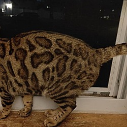 Thumbnail photo of Murr (Bengal in CT) Fee Drop $600! #4