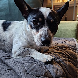 Photo of Bandit - Pending Adoption