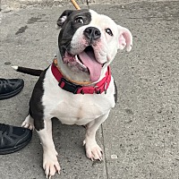 adopt a pet