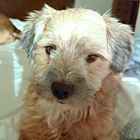 adopt-pet