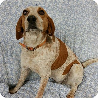 Lisbon, OH - English (Redtick) Coonhound. Meet Sookie a Pet for Adoption.