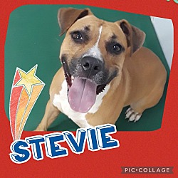 Photo of Stevie