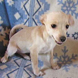 Thumbnail photo of Beany-ADOPTED 8/22/21 #2